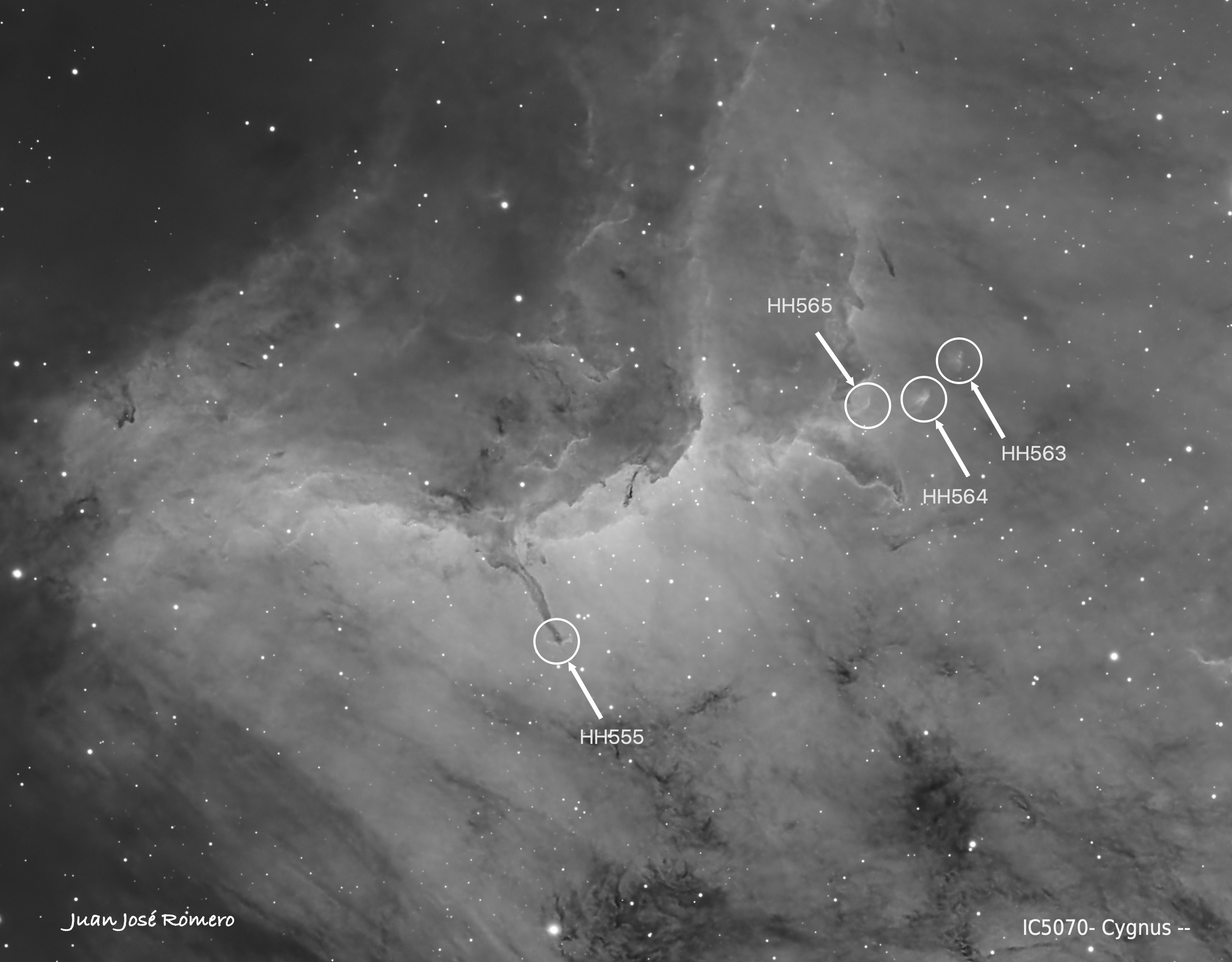 Detall de la regió amb objectes Herbig-Haro: IC 5070 (Hα) – Nebulosa del Pelicà
