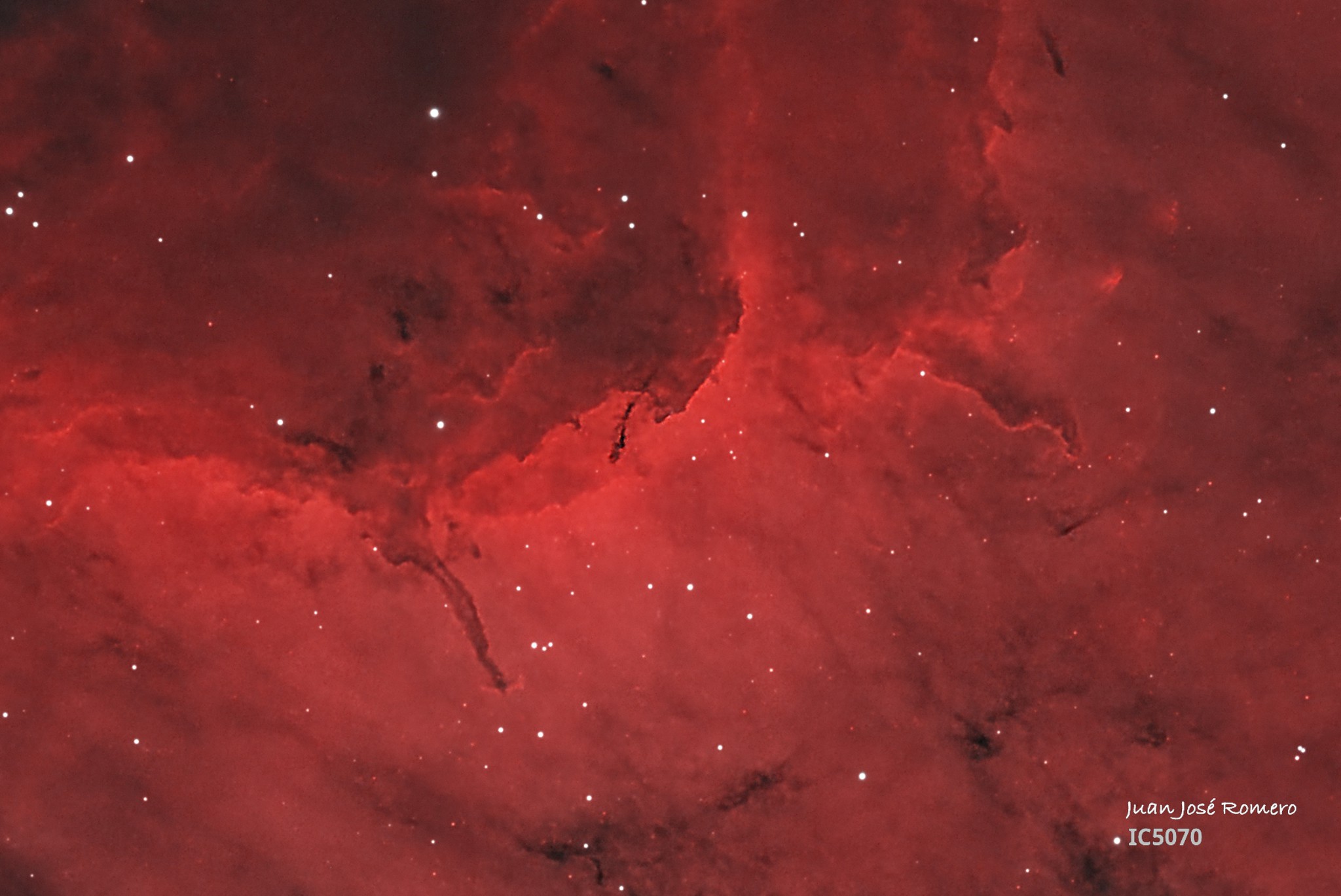 Detall d'IC 5070: IC 5070(HOO) – Nebulosa del Pelicà